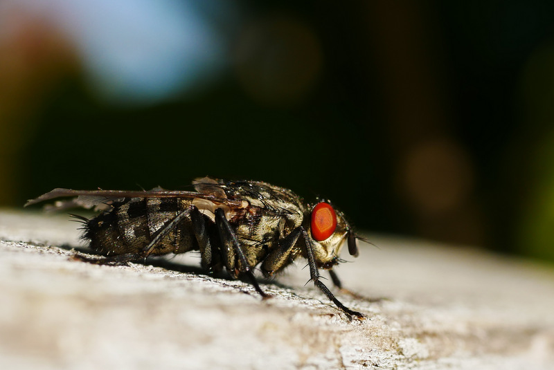 macro dans le Jura P1240878