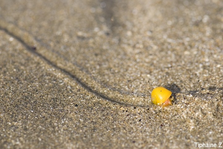 Papillons, arachnides, animaux du bord de mer... BigoJaune2