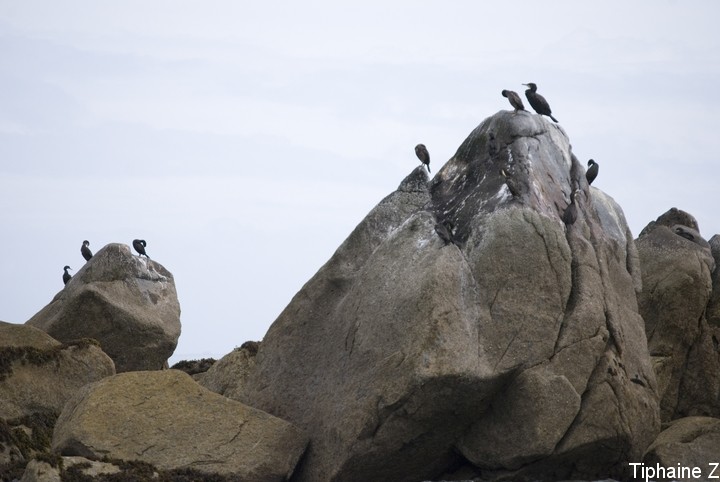 Oiseaux du bord de mer [MJ] Cormo1