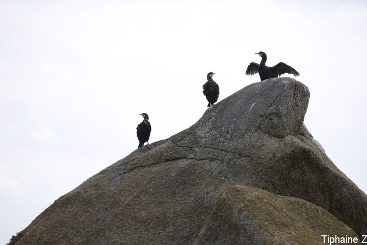 Oiseaux du bord de mer [MJ] Cormo3