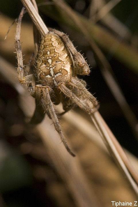 Papillons, arachnides, animaux du bord de mer... Epeire2