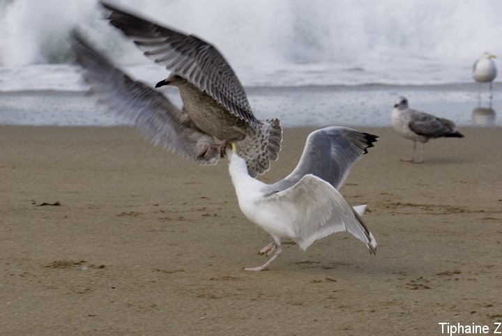 Oiseaux du bord de mer [MJ] Goe