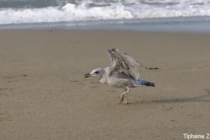 Oiseaux du bord de mer [MJ] Goe2