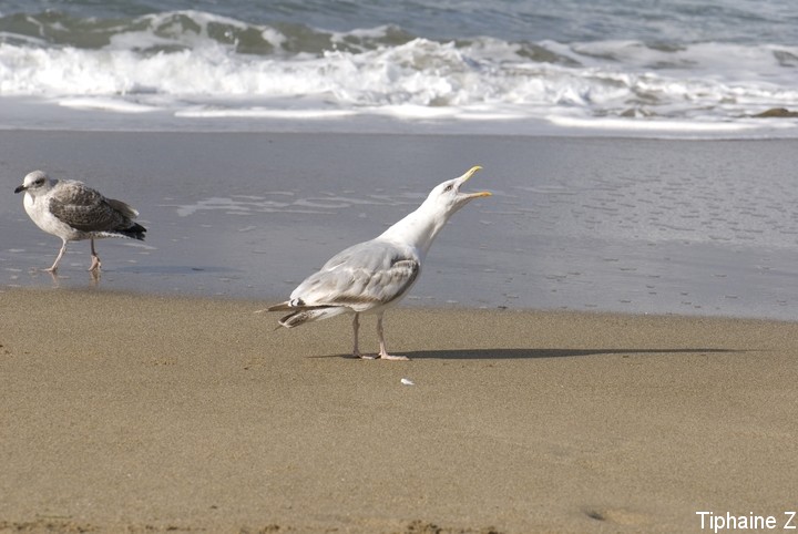 Oiseaux du bord de mer [MJ] GoeCrie