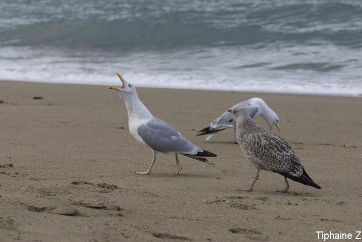 Oiseaux du bord de mer [MJ] GoeCrie4