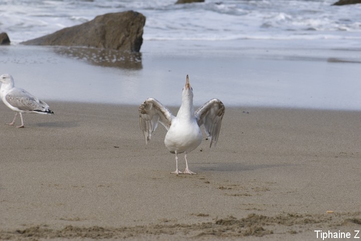 Oiseaux du bord de mer [MJ] GoeCrie5