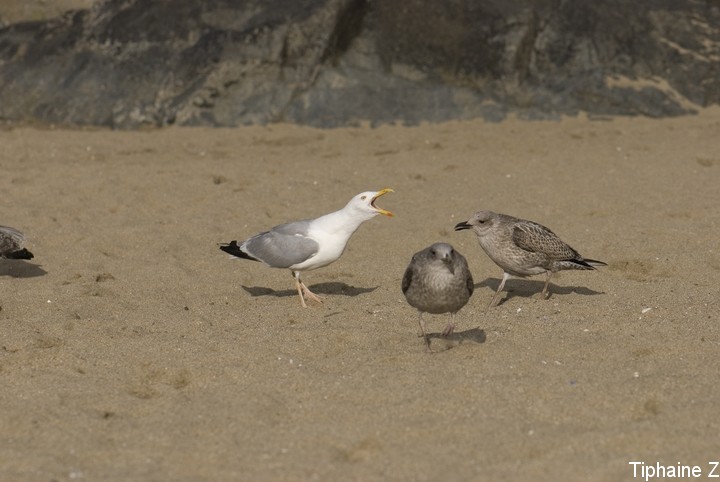 Oiseaux du bord de mer [MJ] GoeCrie6