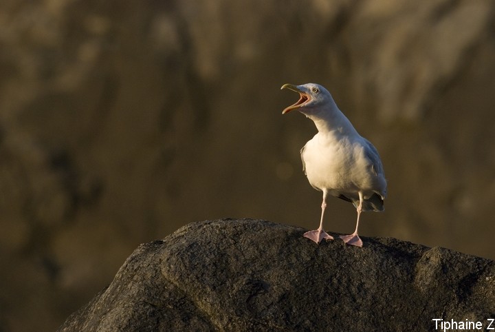 Oiseaux du bord de mer [MJ] GoeCrie8