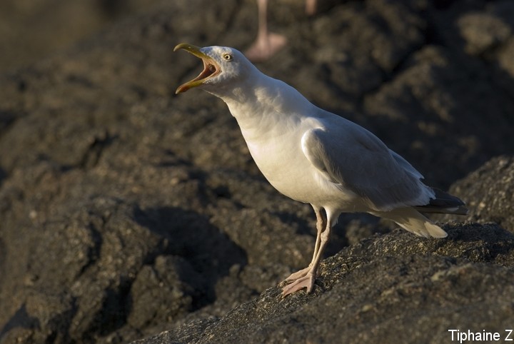 Oiseaux du bord de mer [MJ] GoeCrie9