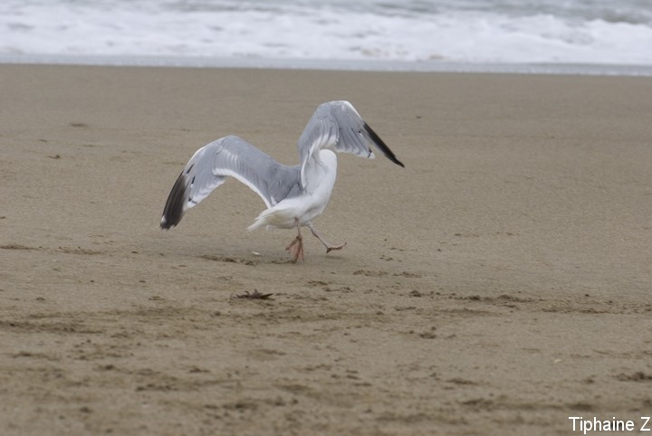 Oiseaux du bord de mer [MJ] GoeTombe2