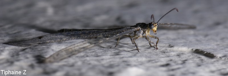 Un drle d'insecte et un papillon vert. InsecteEtrange1