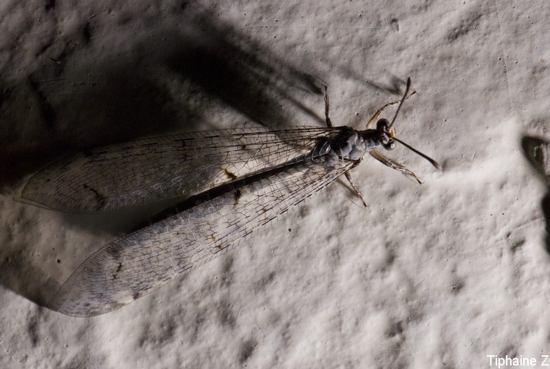 Un drle d'insecte et un papillon vert. InsecteEtrange4