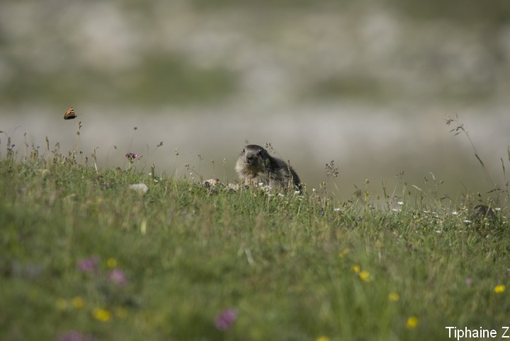 Jeux de marmottes MBBMarm1