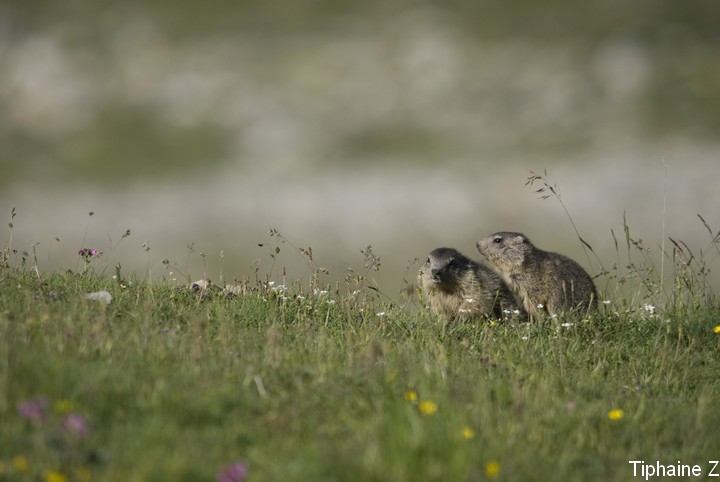 Jeux de marmottes Marm15