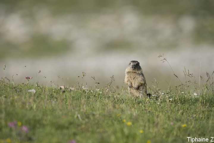 Jeux de marmottes Marm17