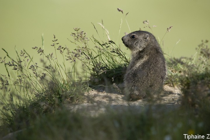 Jeux de marmottes Marm26