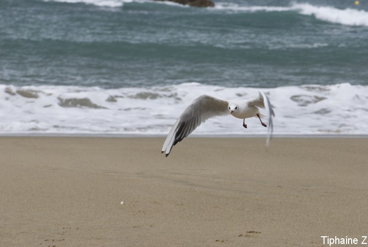 Oiseaux du bord de mer [MJ] MouetteVol