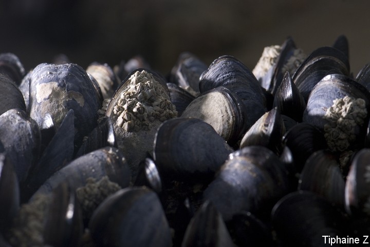 Papillons, arachnides, animaux du bord de mer... Moules1