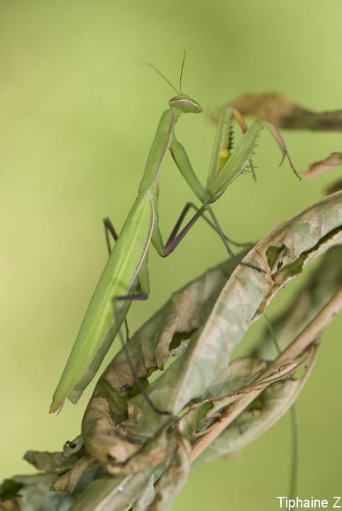 Au pays des Mantes [MJ] Mrel6