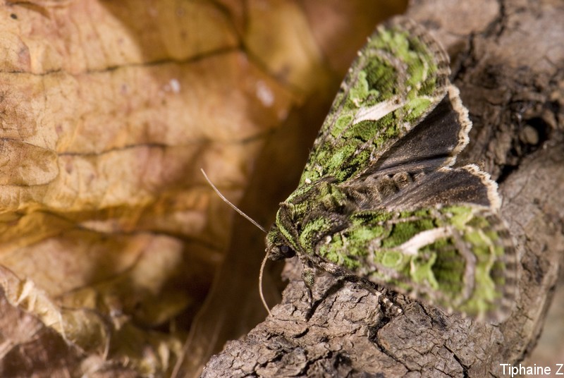 Un drle d'insecte et un papillon vert. PapillonVert1