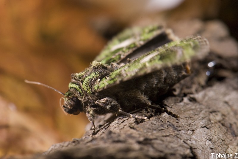 Un drle d'insecte et un papillon vert. PapillonVert2