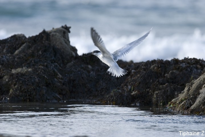 Oiseaux du bord de mer [MJ] Sterne1