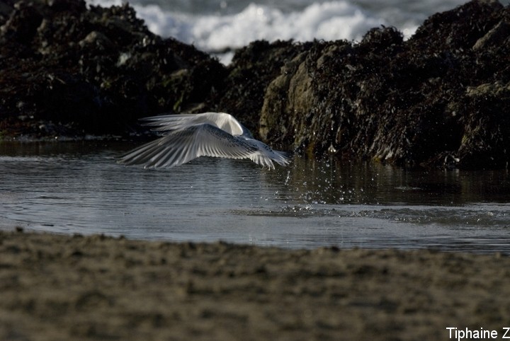 Oiseaux du bord de mer [MJ] Sterne10