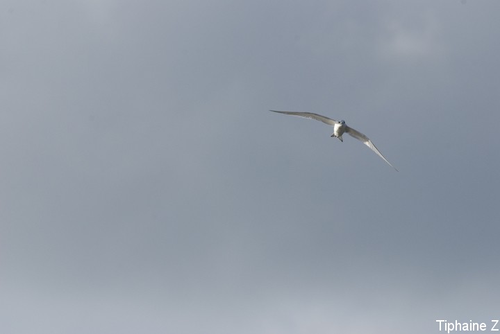 Oiseaux du bord de mer [MJ] Sterne11