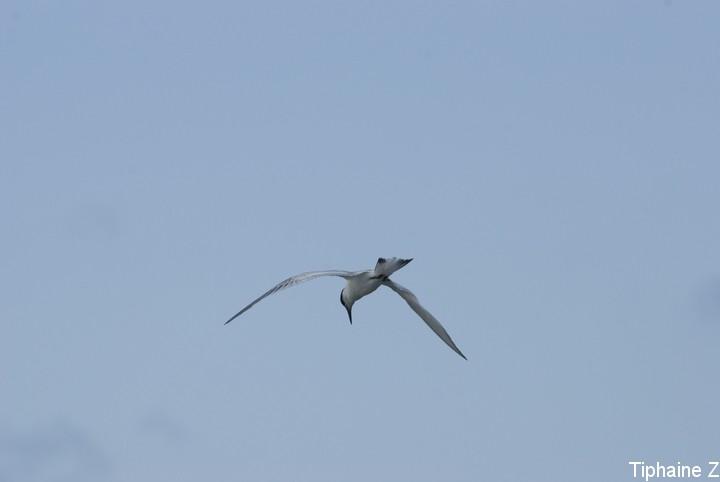 Oiseaux du bord de mer [MJ] Sterne13