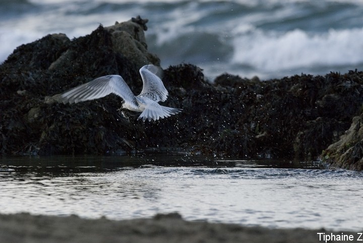 Oiseaux du bord de mer [MJ] Sterne6