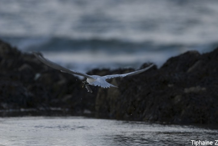 Oiseaux du bord de mer [MJ] Sterne8