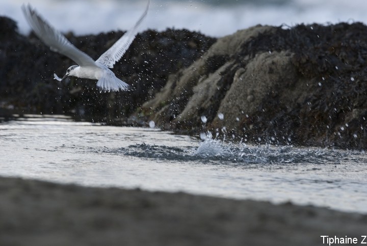 Oiseaux du bord de mer [MJ] Sterne9