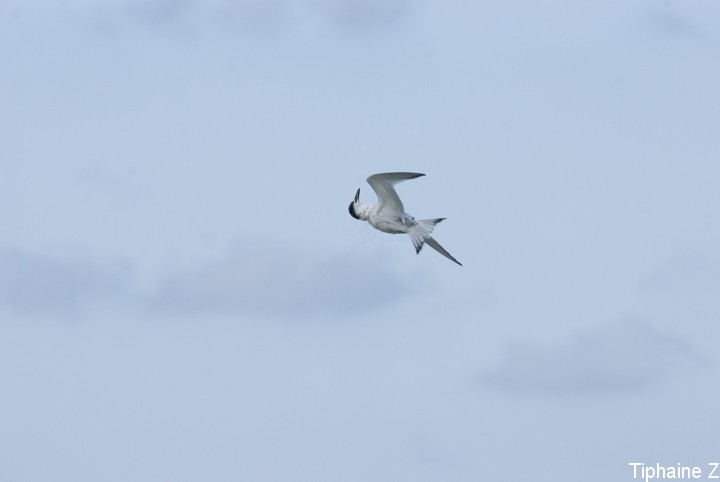 Oiseaux du bord de mer [MJ] SterneRet