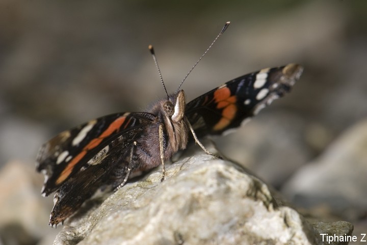 Papillons, arachnides, animaux du bord de mer... Vulcain1