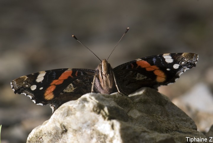 Papillons, arachnides, animaux du bord de mer... Vulcain2