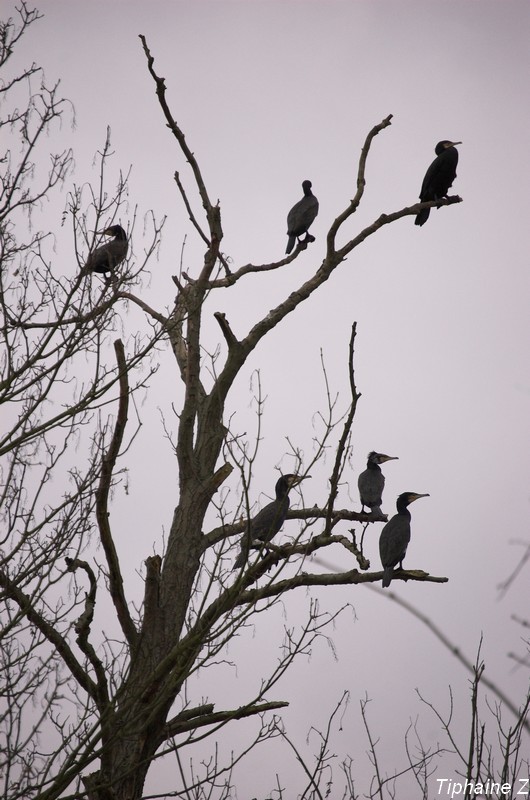 Ambiance hivernale... CormoransGroupe