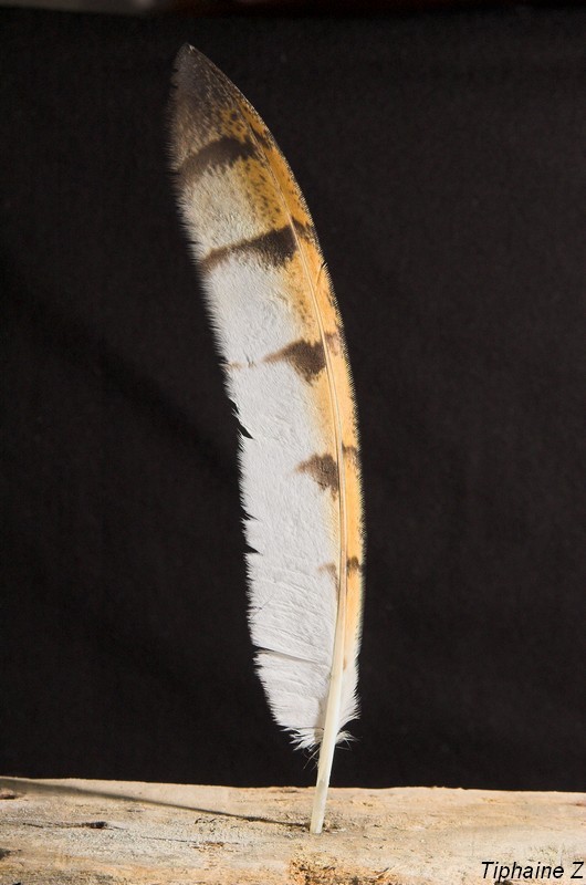 Reconnaître des plumes de rapaces nocturnes. — free download