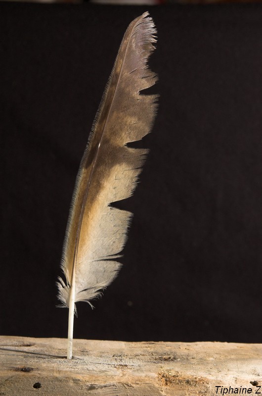 Reconnaître des plumes de rapaces nocturnes. — free download