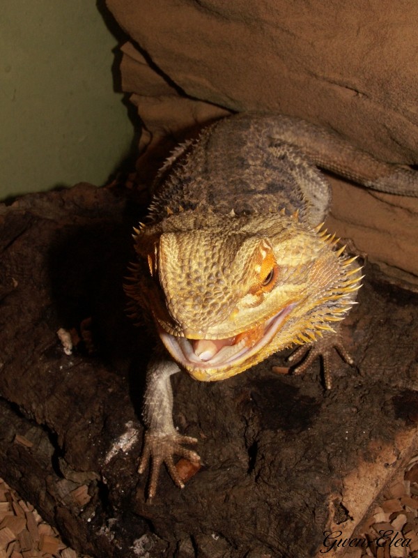 Un pogona gourmand, des petites grenouilles... 3