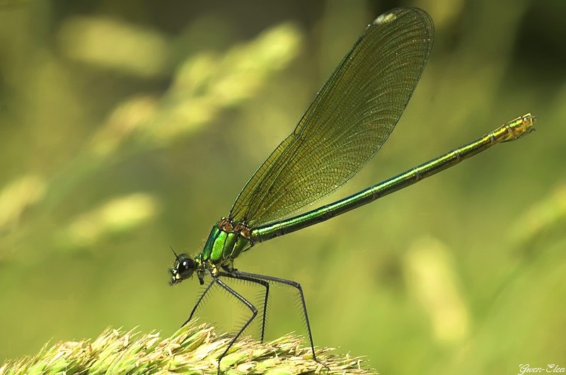 Mes photos d'insectes Calopteryx_Splendens_splendensFemelle