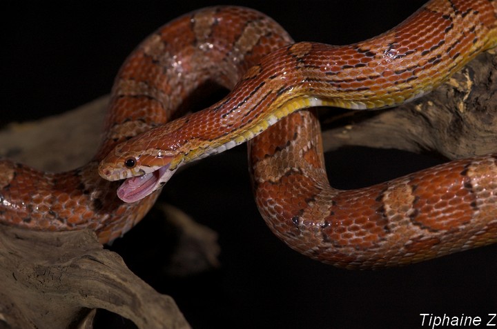 Sil-An est tout bizare quand il vient de manger! Sil-AnMange