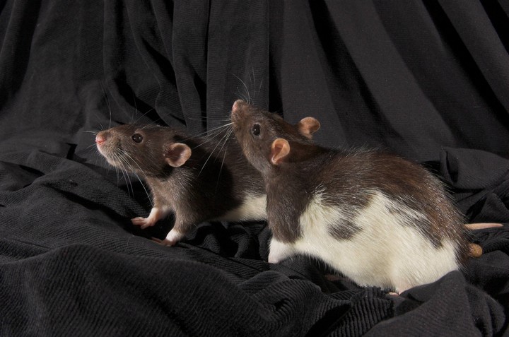 Help pour deux petites ratounes [NLLES PHOTOS] 23