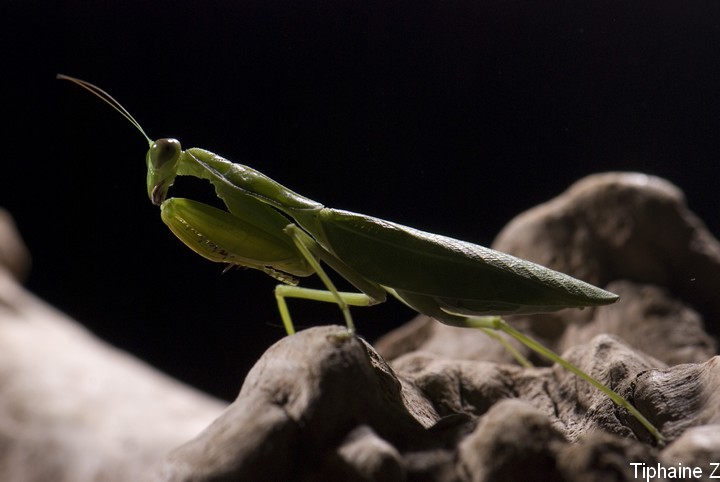 Au pays des Mantes [MJ] Sphodromantis-lineola1