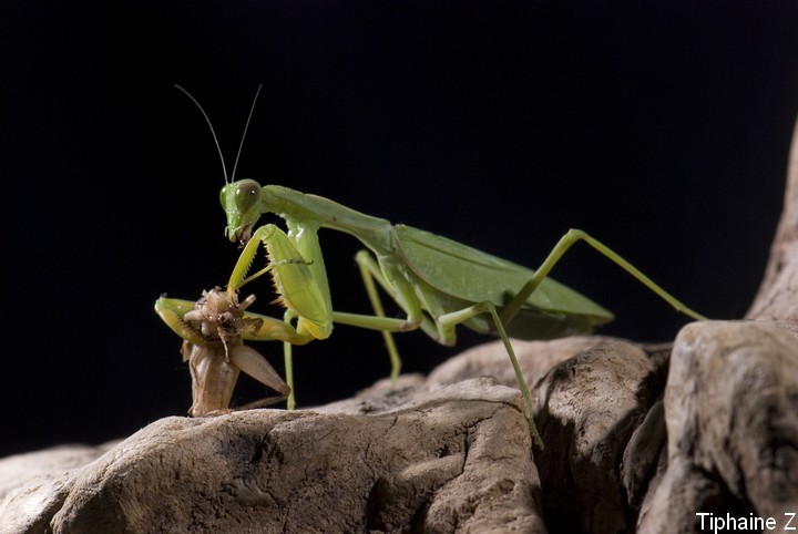 Au pays des Mantes [MJ] Sphodromantis-lineola2