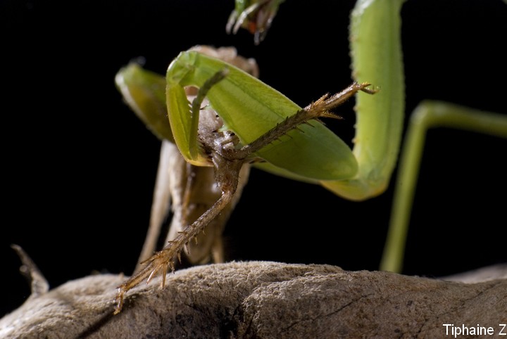 Au pays des Mantes [MJ] Sphodromantis-lineola4