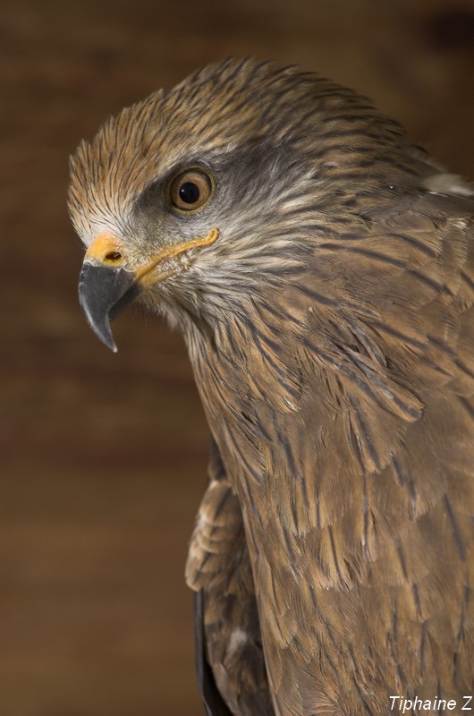 Portraits de rapaces. [MJ rgulires] MilanPortrait