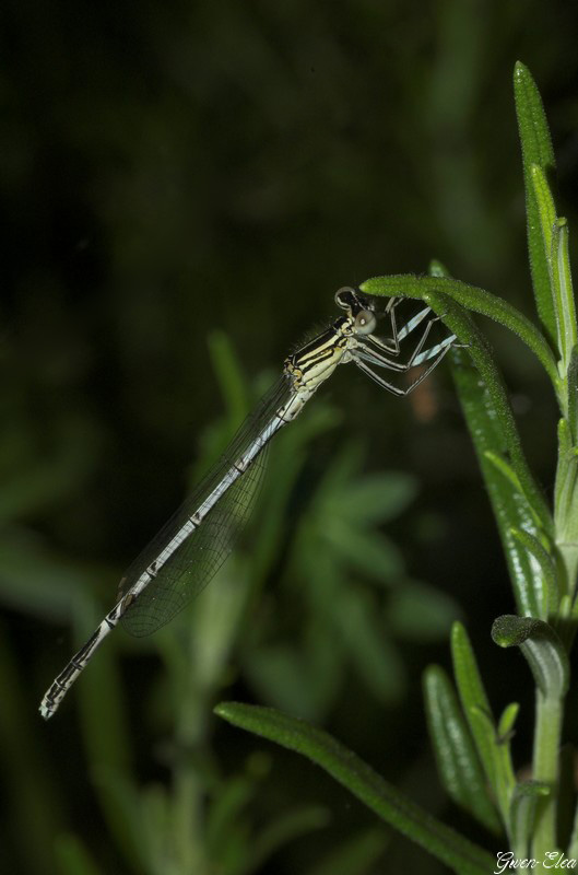 Mes photos d'insectes LibeBlanche1