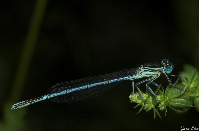 Mes photos d'insectes LibeBleue