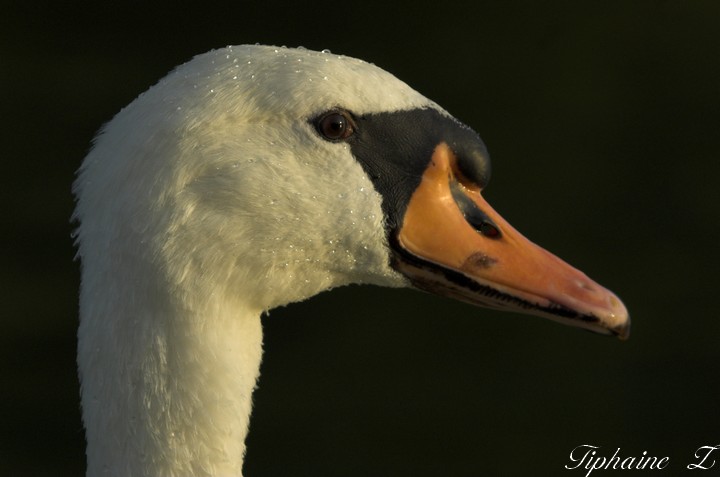 Photos contre-jour, libellules et cygne. 4