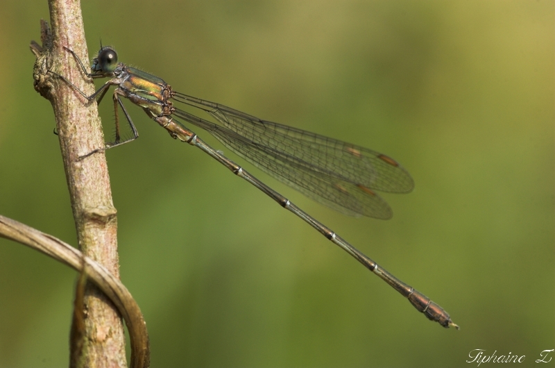 Mes petites odonates Lestes_viridis_profil